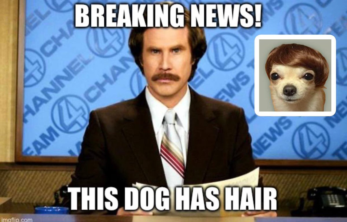 KarmaCallz's tweet photo. @dogwifhair $DOGWIFHAIR 🐕🔥🚀💹 https://t.co/lVz7Icl2Vw