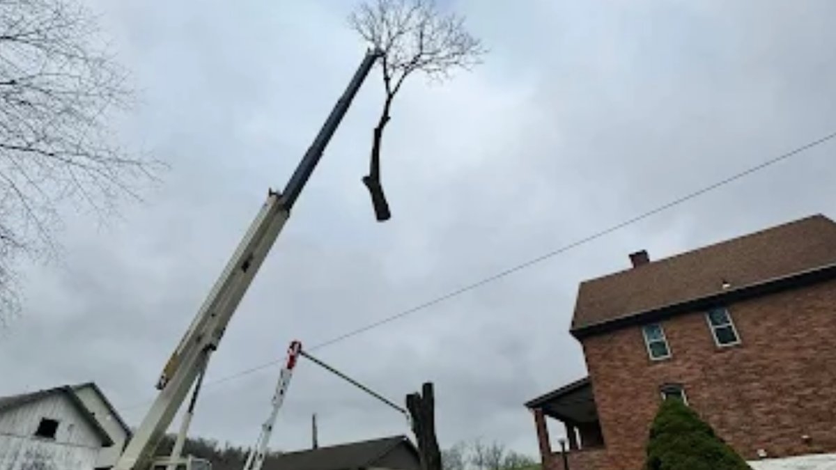 Solid Oak Tree Service tweet media