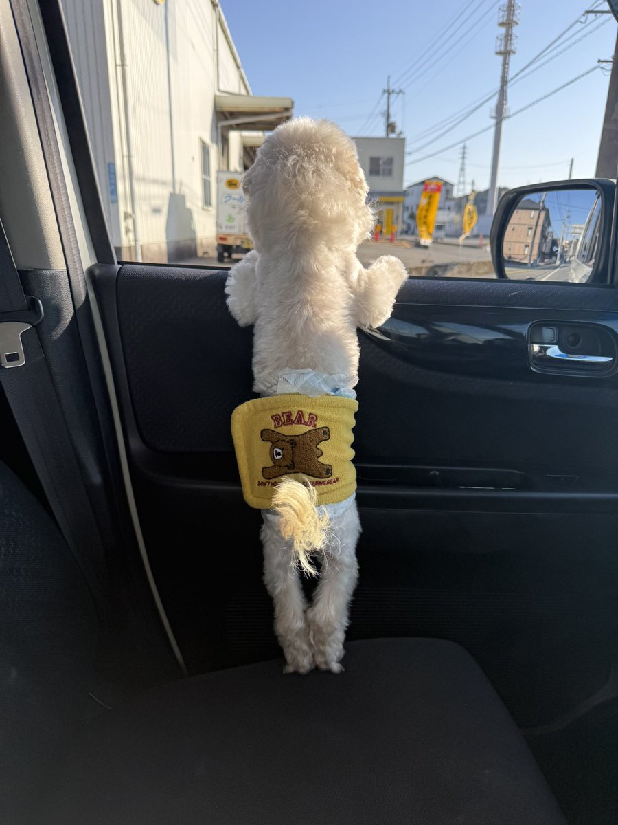 プードル係長 tweet media