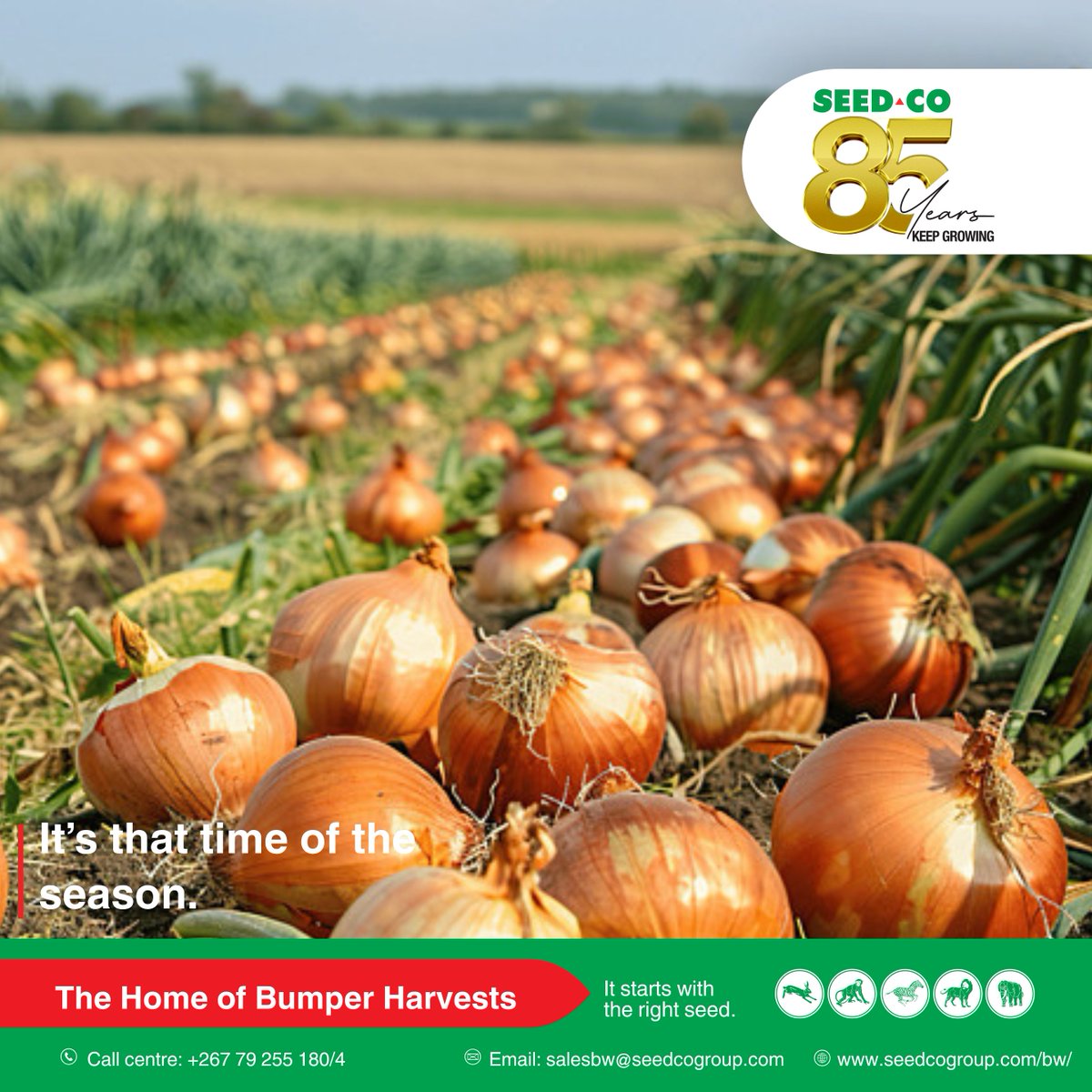 Seed Co Botswana tweet media