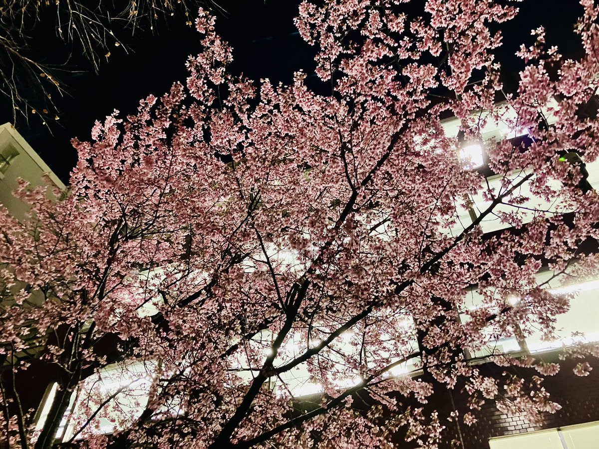 オフィス家具運搬で東京都中央区へ。

現場敷地内にとてもいい色のが咲いてました🌸

…今日も一日お疲れ様でした！！

#桜
#夜桜
#配達先の風景