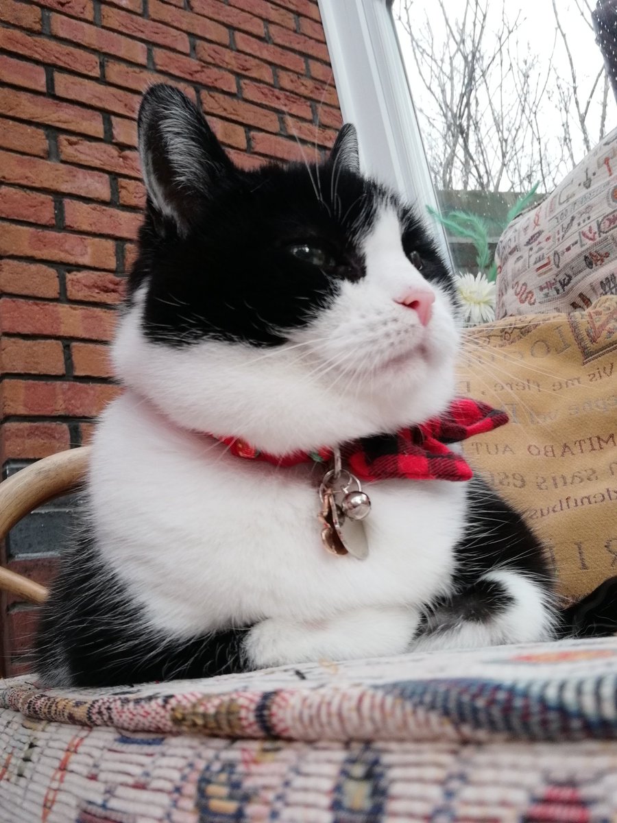 #AngelDannyBoy #AngelSamiCat tweet media