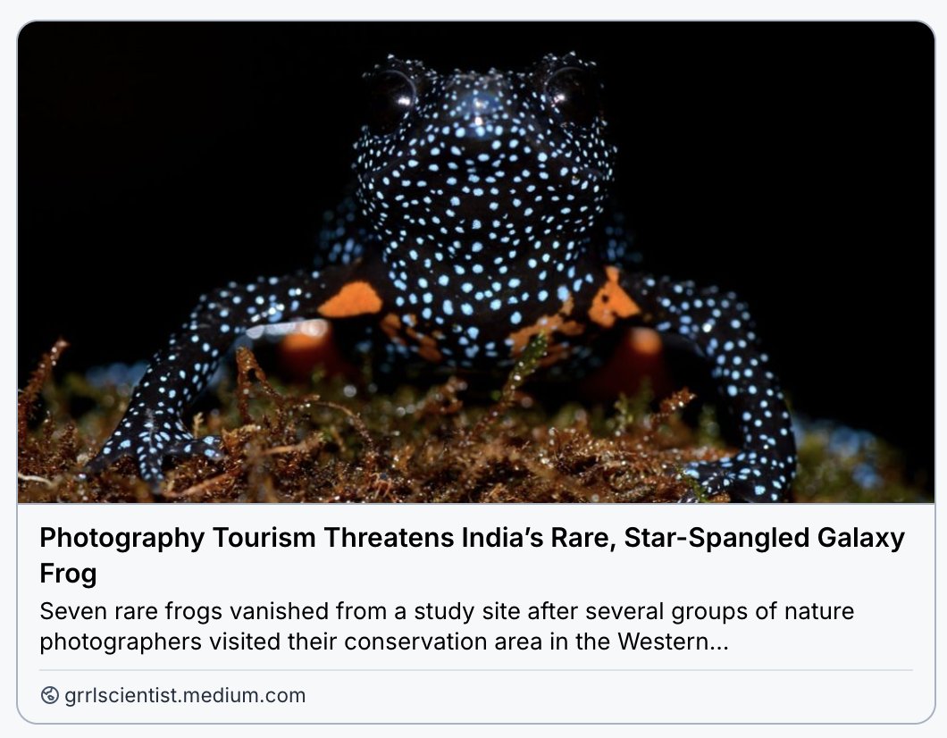 GrrlScientist's tweet image. Photography Tourism Threatens India’s Rare, Star-Spangled Galaxy Frog

#SciComm by @GrrlScientist 

#frogs #photography #EndangeredSpecies #conservation grrlscientist.medium.com/photography-to…