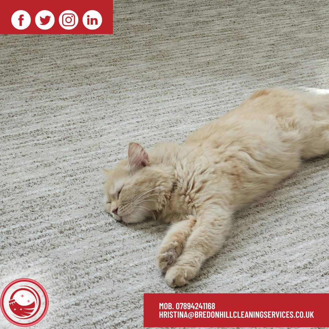 She has been waiting for that freshly cleaned carpet to take the best nap on. 😊👌😴 #carpetcleaning #professionalcarpetcleaning
