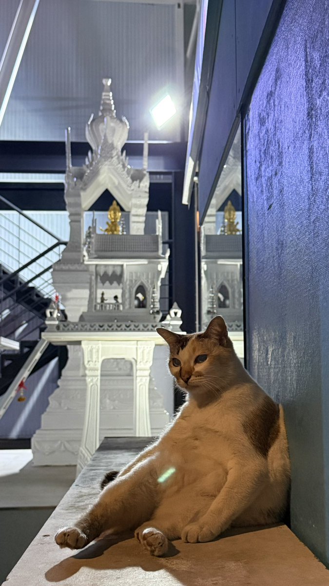 I'll leave this chubby Thai cat here. People need to see him.