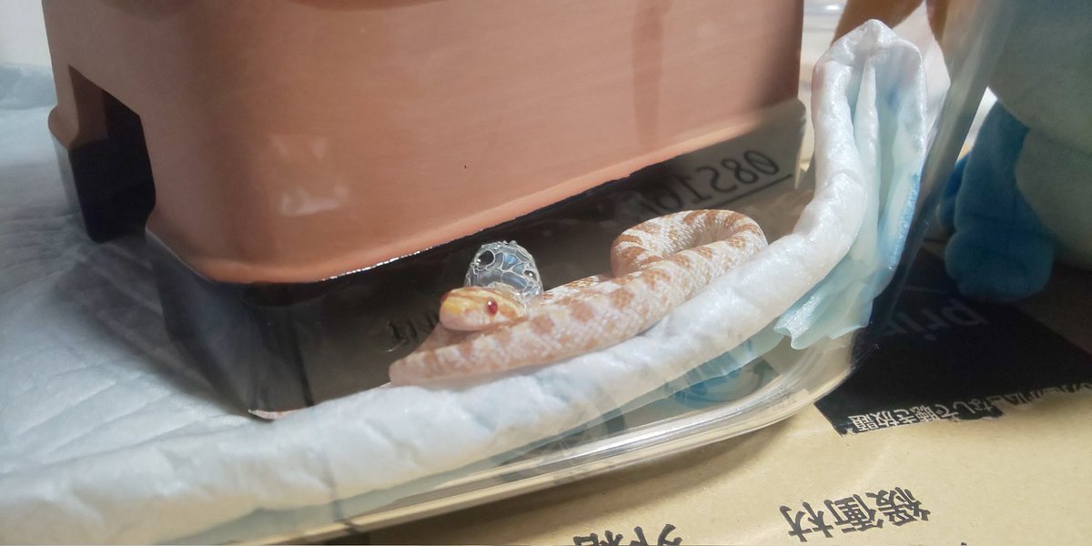 NΛT(なっつ)@へびマルシェの裏方 tweet media