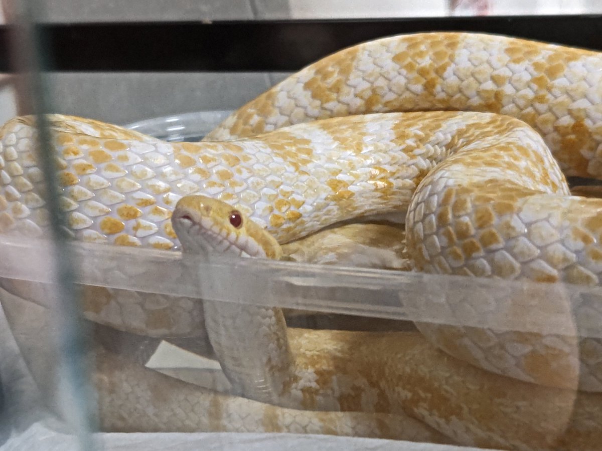 NΛT(なっつ)@へびマルシェの裏方 tweet media