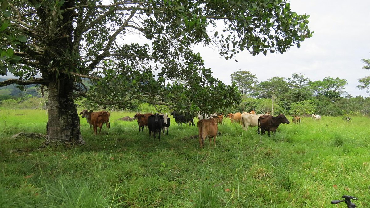 Alliance of Bioversity International and CIAT tweet media