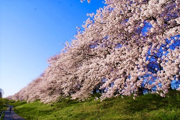 【埼玉県のお花見スポットまとめ】

・1枚目：大宮公園(さいたま市大宮区)
・2枚目：見沼田んぼの桜回廊(さいたま市緑区)
・3枚目：熊谷桜堤(熊谷市)
・4枚目：権現堂桜堤(幸手市)
・岩槻城址公園(さいたま市岩槻区)
・与野公園(さいたま市中央区)
・埼玉スタジアム2002公園(さいたま市緑区)
