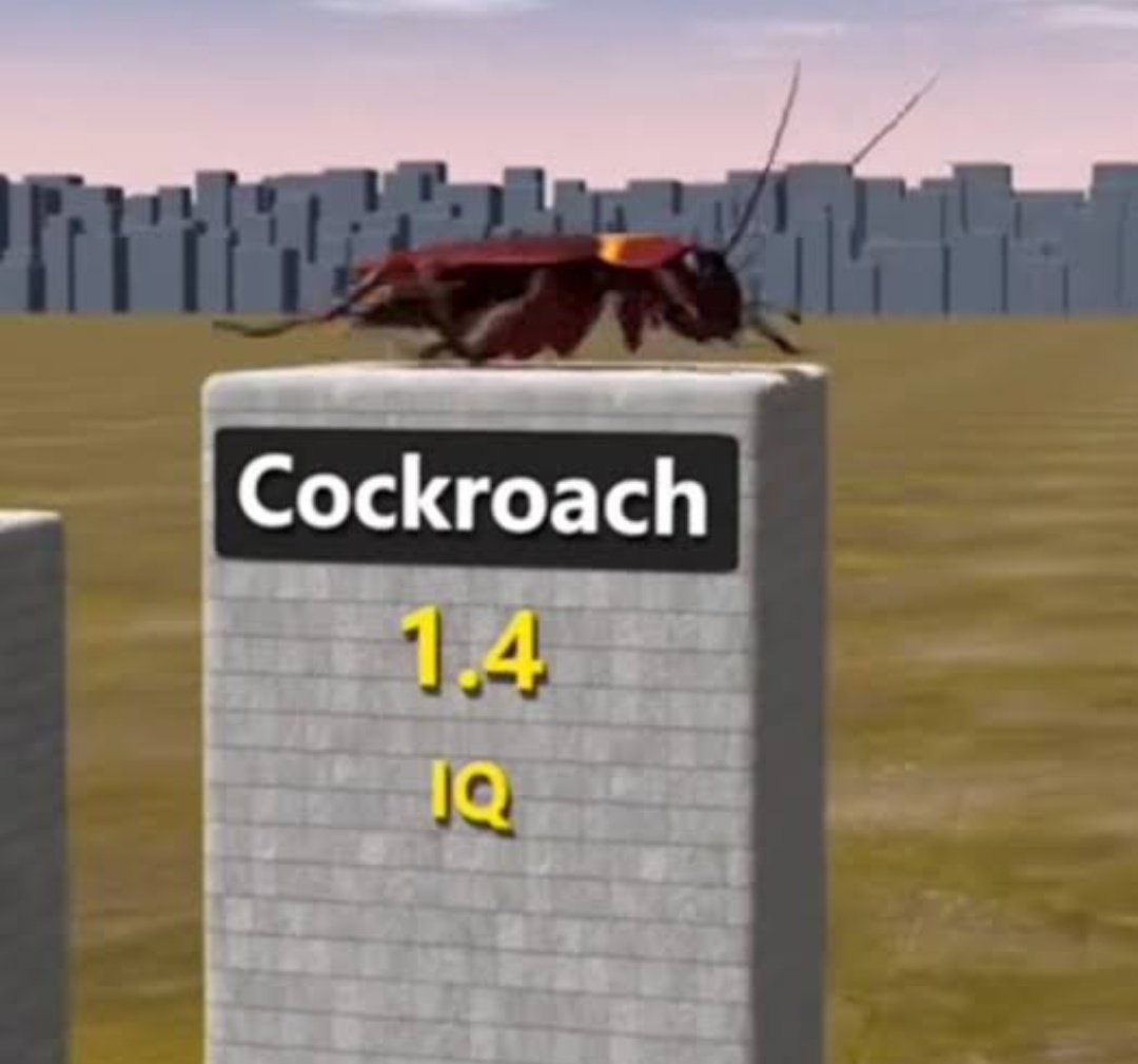 ayaküstü sohbetlerde bizim zeka seviyesi