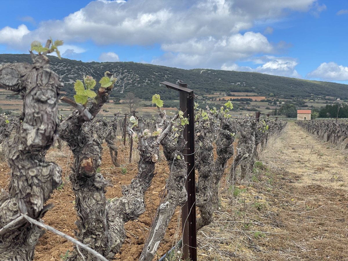 ecom_news's tweet image. 🚜🍇 #Hérault : Comment la Communauté de Communes Vallée de l’#Hérault soutient la filière viticole ? Reportage vidéo à l’occasion du lancement du 40e concours des vins de la Vallée de l’Hérault 🔗 bit.ly/4r0AKZT #vin #oenotourisme
