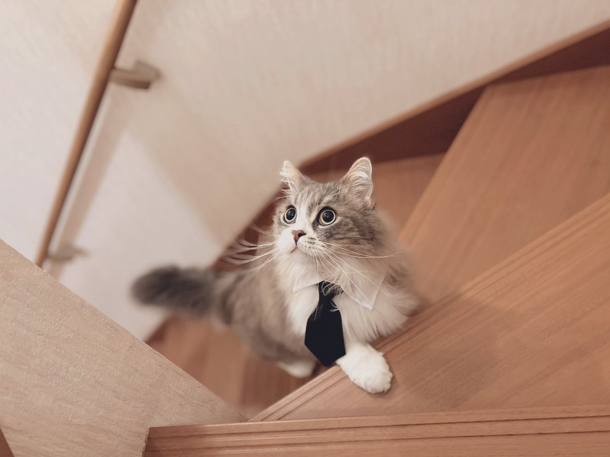 ましろ。 tweet media