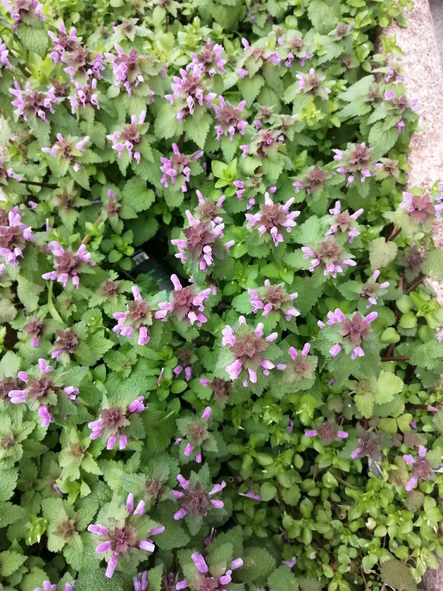 Günün yürüyüşünden.