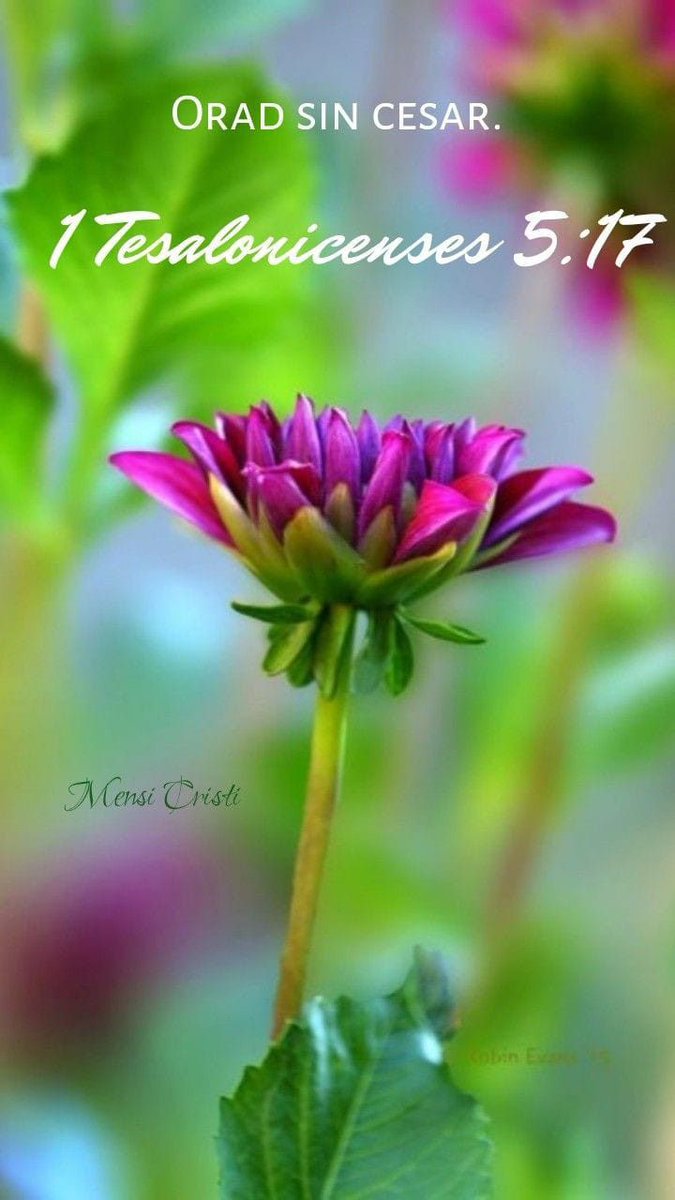 solojessie's tweet photo. 1 Tesalonicenses 5:17.
#Biblia https://t.co/M511c05nPe