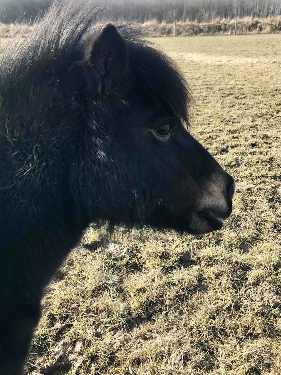 shetlandbook's tweet image. Sunshine and mud, it doesn’t get any better! 
#ponyhour #ShetlandPony #Wednesdayvibe