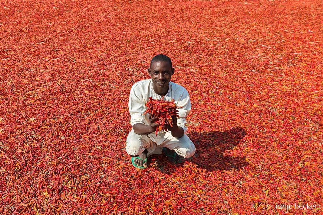 Shaibu_AO's tweet image. Hot chilli pepper mega farm in Kaduna State, Nigeria 🇳🇬