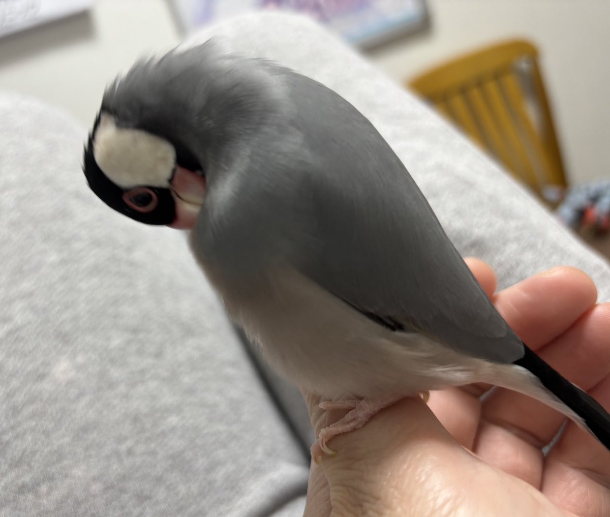 ムラハチ (@LAYZNER_V_MAX) / Posts / X