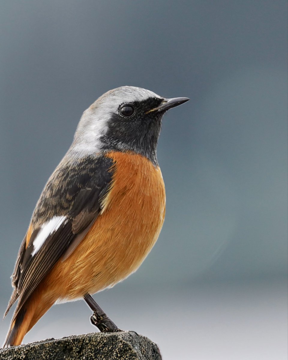 北へ帰るその前に。
一度でいい、桜と並ぶ姿を。