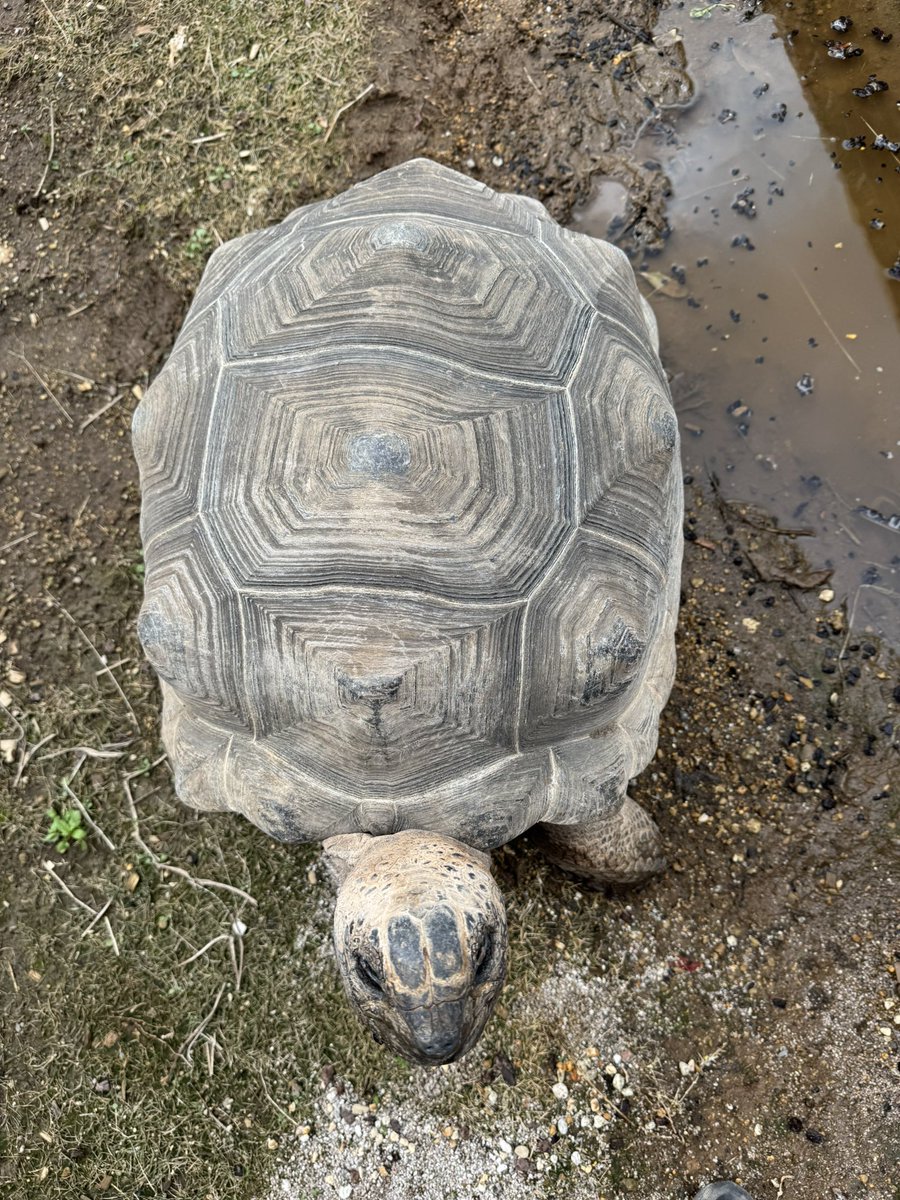 melonpapa24's tweet photo. アルダフラゾウガメのラブちゃん
19歳

2ヶ月ぶりに小屋から出てきたと思ったら
銅像になってた🤣

なんか、どこか誇らしげなのも可愛いー https://t.co/MKewl60Qm9