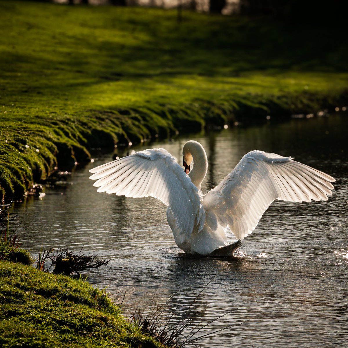 Solivagant tweet media