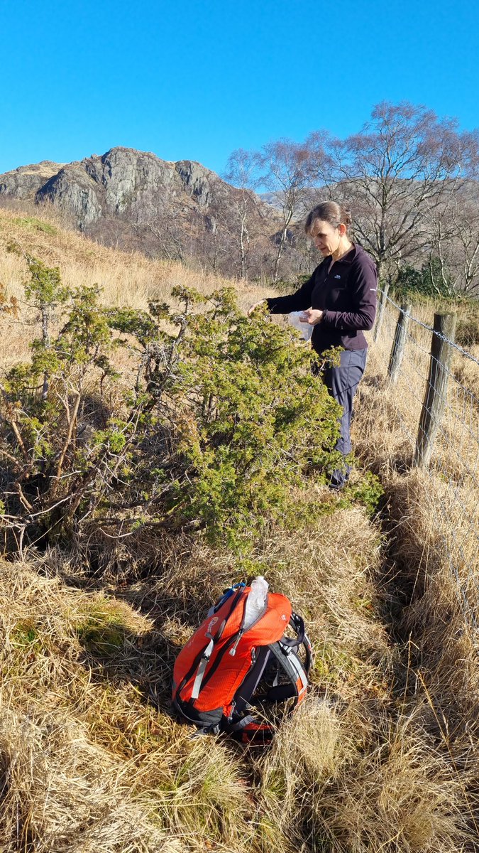 Restoring Hardknott Forest tweet media