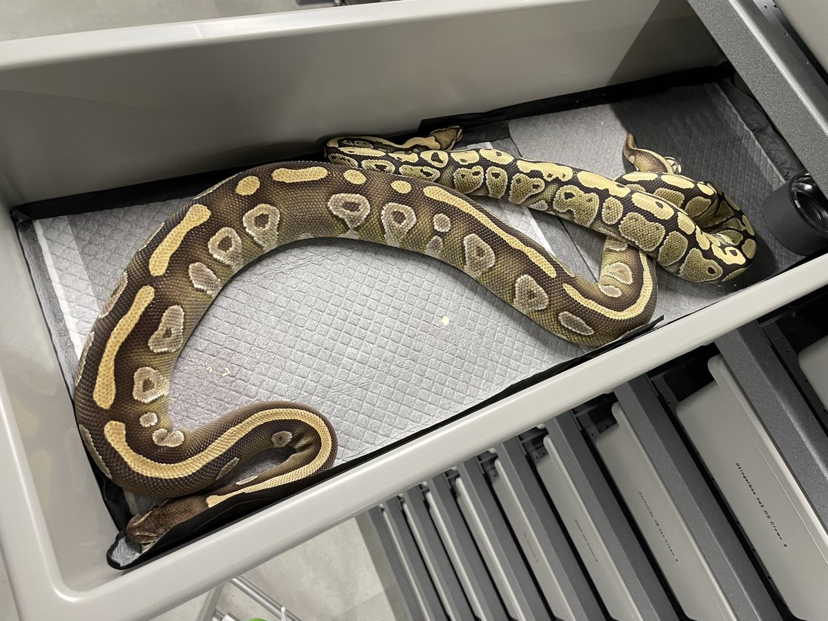 δ7Ballpython tweet media