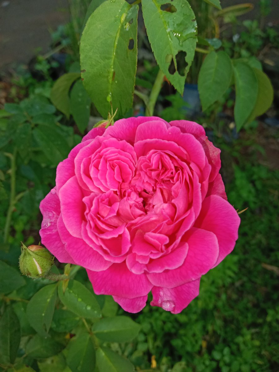 momochan021's tweet photo. Musim hujan. Banyak tunas dan bunga bermekaran.
Biasanya dipanggil mawar kampung.

ID Maggie / Mawar Bourboun / Red Damask

#mawarkampung #rose #gardening https://t.co/iai2gLceuD