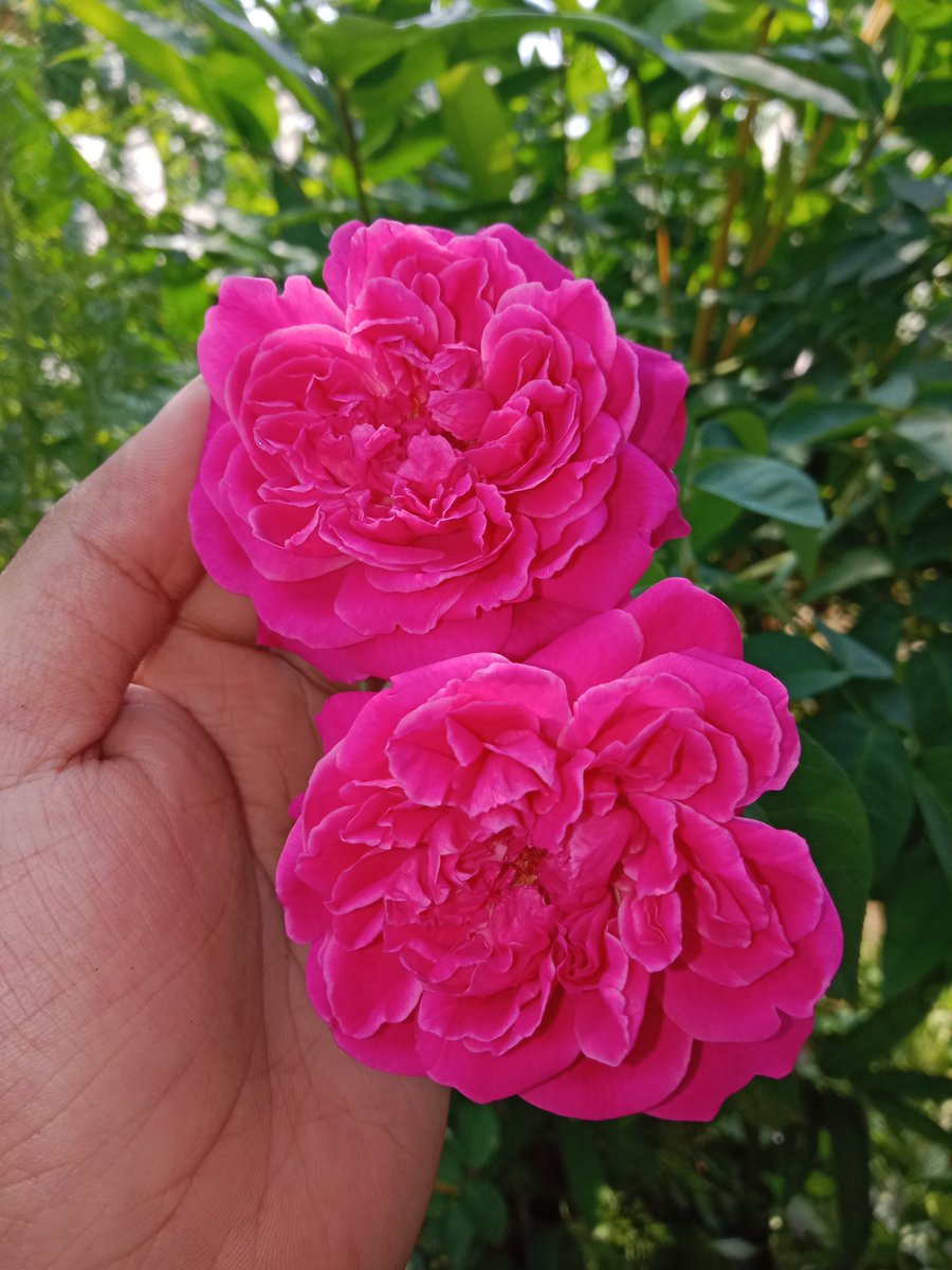 momochan021's tweet photo. Musim hujan. Banyak tunas dan bunga bermekaran.
Biasanya dipanggil mawar kampung.

ID Maggie / Mawar Bourboun / Red Damask

#mawarkampung #rose #gardening https://t.co/iai2gLceuD