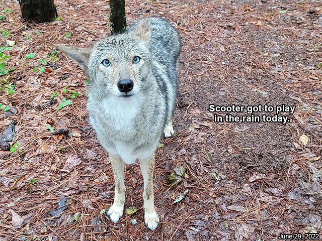 OnlyYotes tweet media