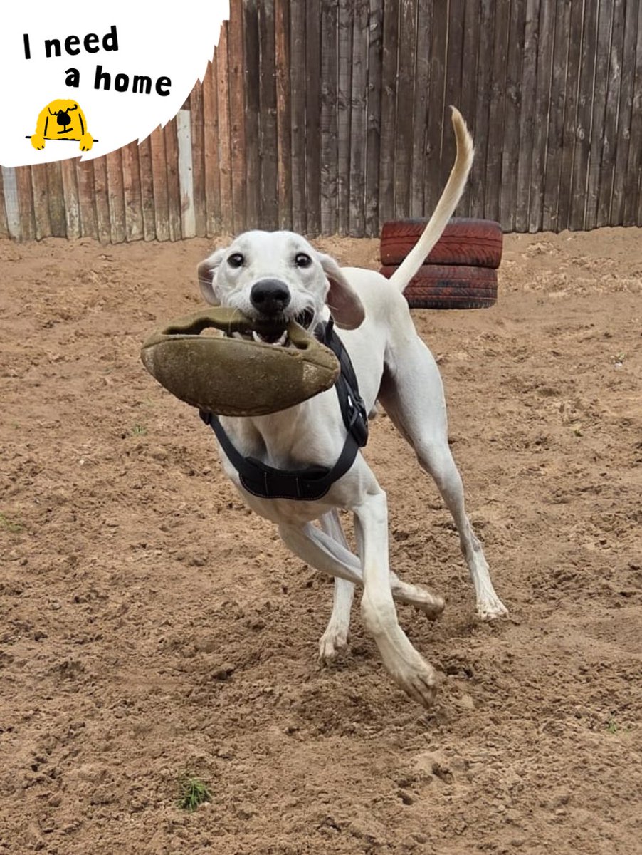 Current mood: zoom, zoom, zoom! 🐾💨 

Wilbur brings the fun wherever he goes. He’s playful, affectionate, and just waiting for a forever home to share all that joy with. 💙🏡 

#RescueDog #Lurcher #INeedAHome #AdoptMe #Rehome #Rescue