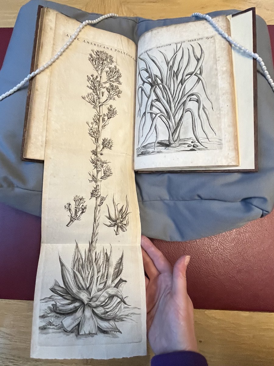 TheJohnRylands's tweet photo. In our latest blog, placement student Verity Burton examines botany and empire in the Dutch Golden Age, reflecting on how botanical illustration, global trade and colonial extraction were deeply intertwined.

Read the full blog here: https://t.co/0RqDCynB3K https://t.co/Py70s9IVpg
