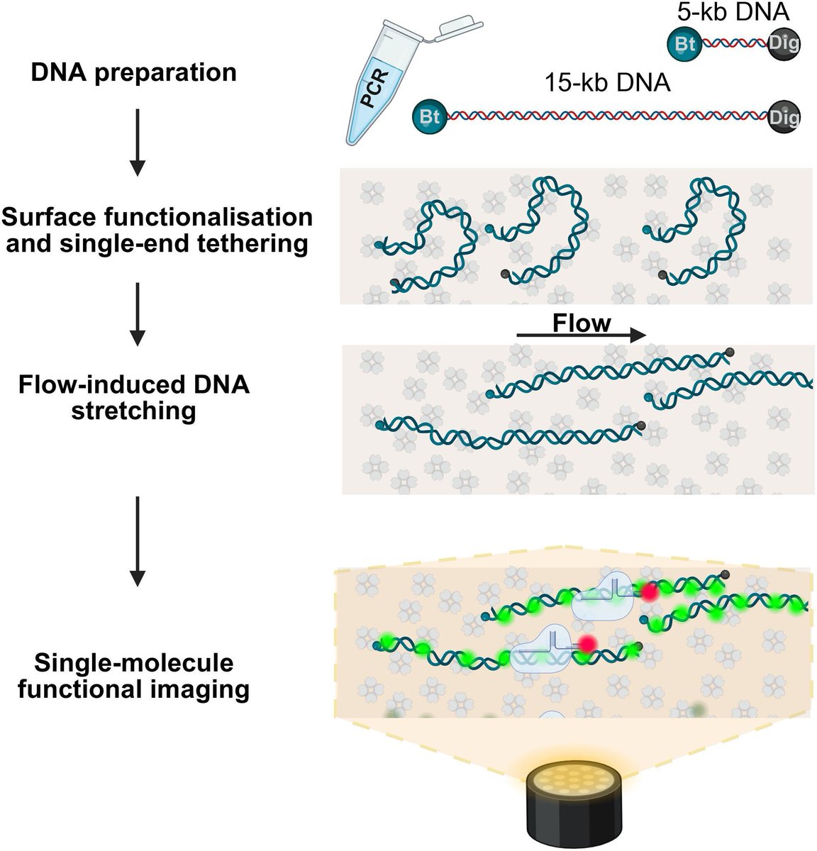 FEBS Open Bio tweet media