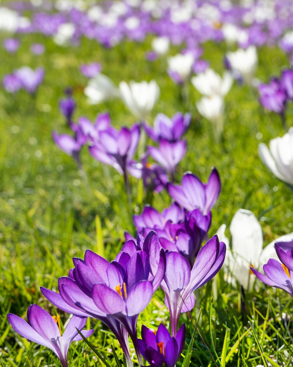 Flowerbulbs.com tweet media