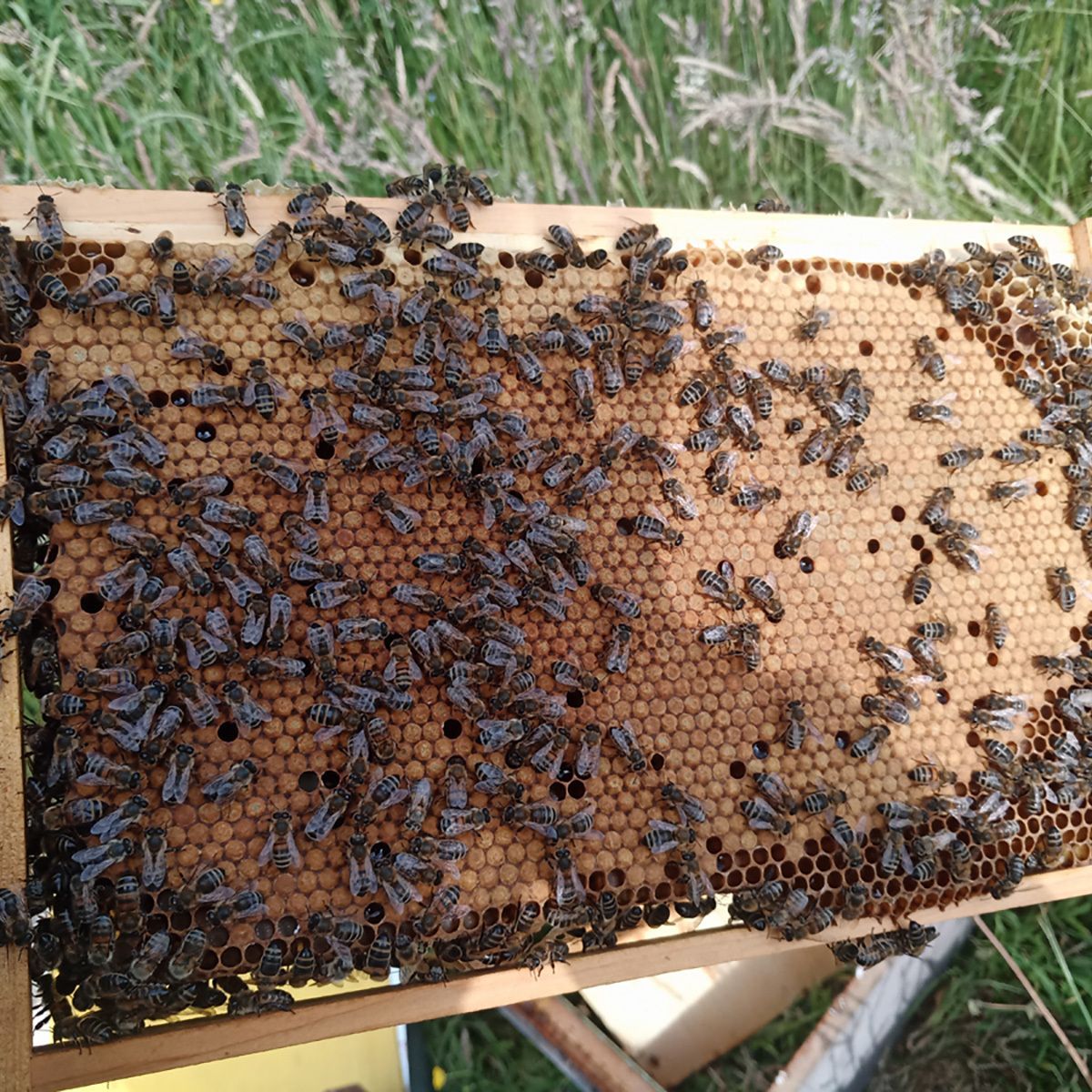 BeesBishops's tweet photo. Manage the colony, not the calendar.

Before you add space, split, or intervene — read the brood.

The bees will tell you what they need. https://t.co/V0Mh3jNdJS