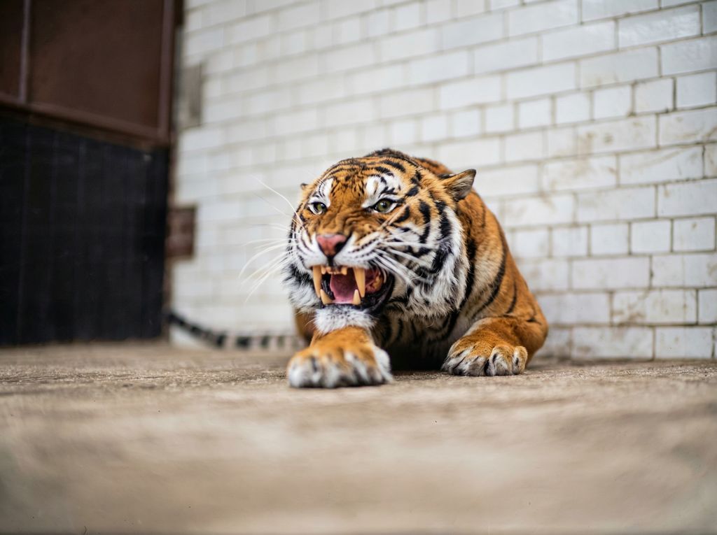 1936, Celtic Tiger

A fierce tiger crouches low inside its enclosure at Dublin Zoo, teeth bared and muscles coiled. Photographed in 1936, the image captures the fierce dignity and raw power of one of the zoo’s most formidable residents.

📷 Irish Independent Archive / NLI