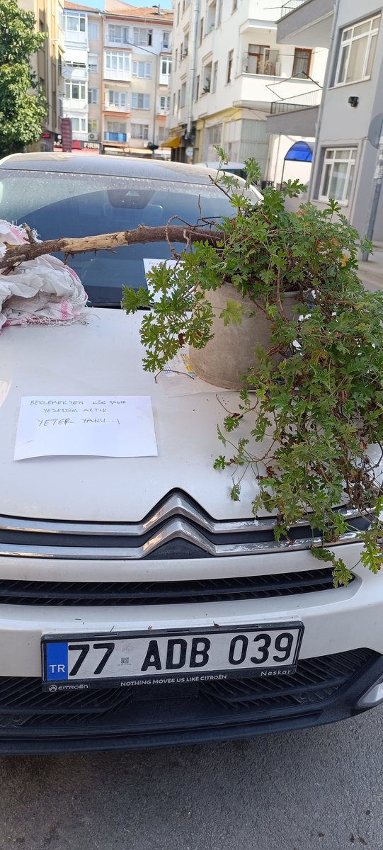 Yalova'da 77 ADB 039 plakalı aracın, günlerdir bulunduğu yerden kalkmayarak, Kök Salıp YEŞERDİĞİ görüldü. <a href="/yalovadijital/">Yalova Dijital</a>
