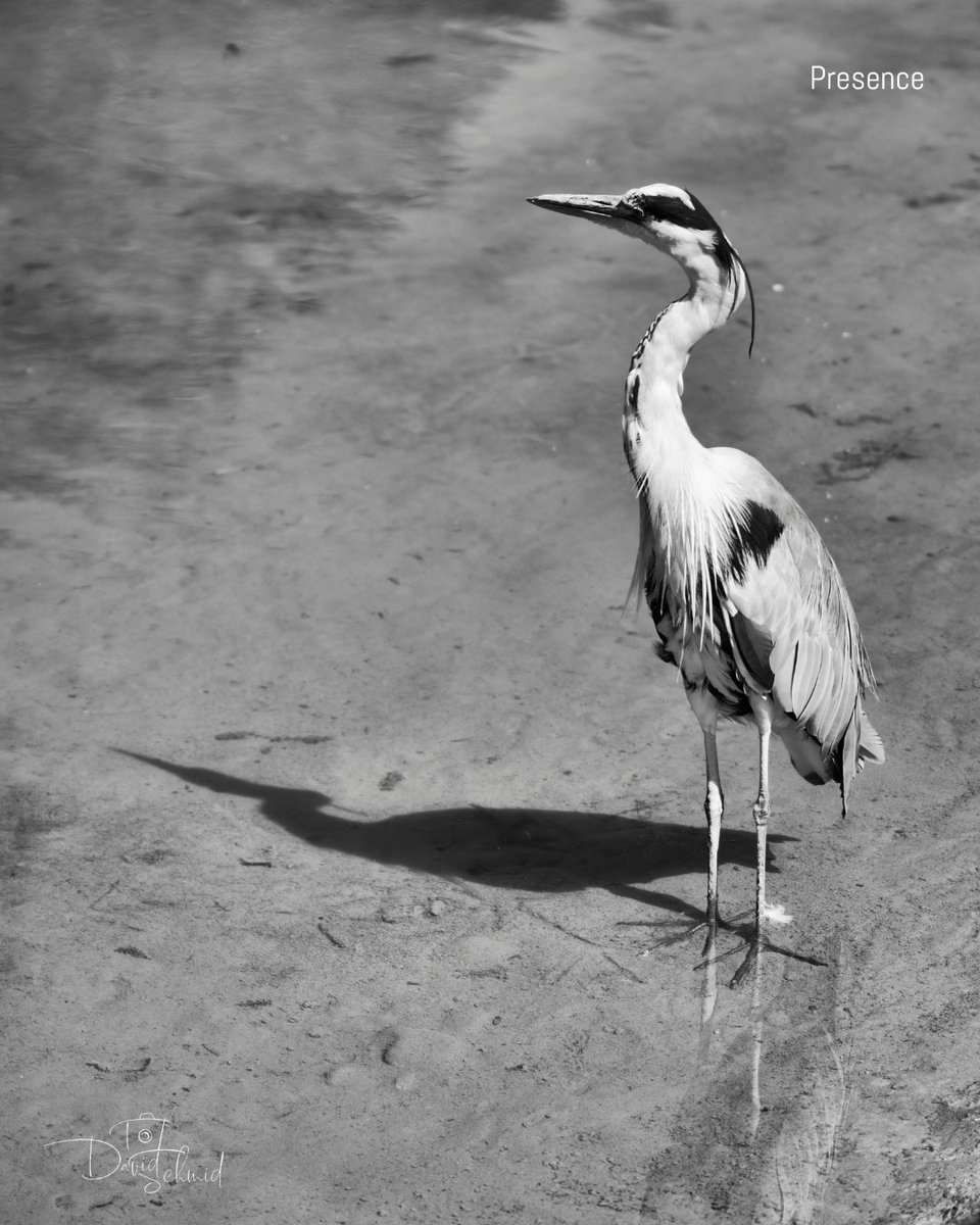 dschmidphoto's tweet image. Stripped of context, the subject becomes a study of posture, line, and shadow. The reflection anchors the figure to the ground, while the surrounding space stays deliberately empty. 🖤🤍

#MonochromePhotography #BlackAndWhiteArt #FormAndShadow