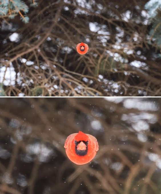 Tiny Animals tweet media