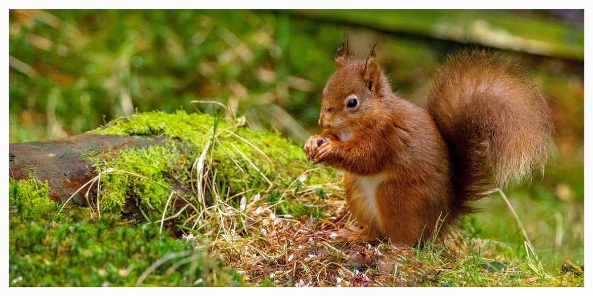 Encounters of a Red kind. <a href="/serudd1960/">Susan Rudd</a> <a href="/FrostlynneLynn/">Lynne Frost</a> <a href="/iandt53/">Ian Thomson</a> <a href="/5Naureen/">Naureen Khalid</a> <a href="/987nattrass/">Andy Nattrass</a> <a href="/ShiresGirl/">Karen Weston 💙</a> <a href="/Theresauno/">Tee Green</a>