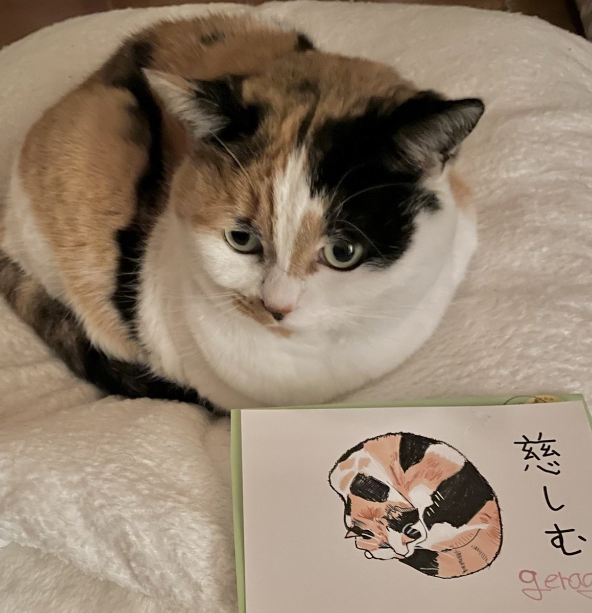 にゃんころもち (@sakura_nyancolo) / Posts / X