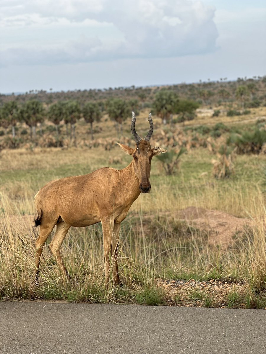WildpulseA's tweet photo. Not just a trip….a safari experience in Uganda you will never forget. https://t.co/WQCduxIc6f