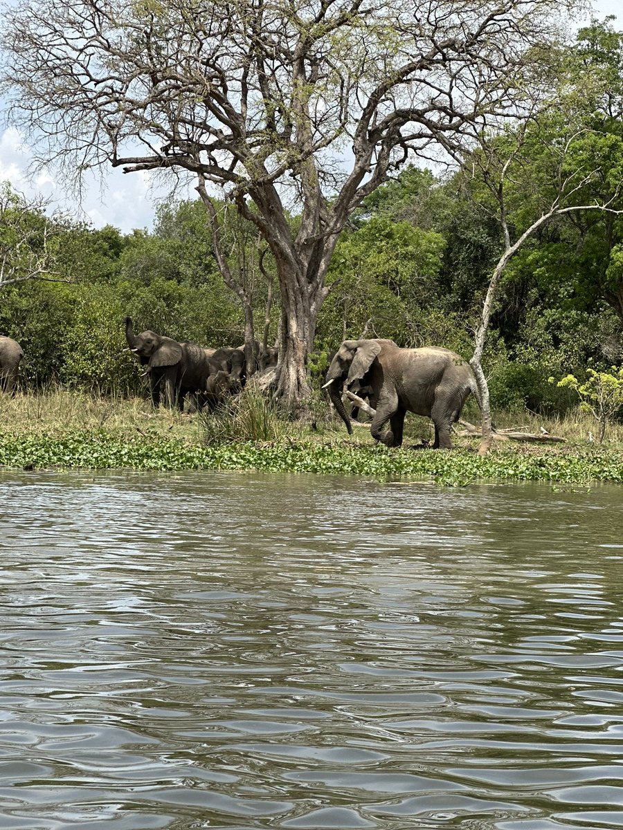 WildpulseA's tweet photo. Not just a trip….a safari experience in Uganda you will never forget. https://t.co/WQCduxIc6f