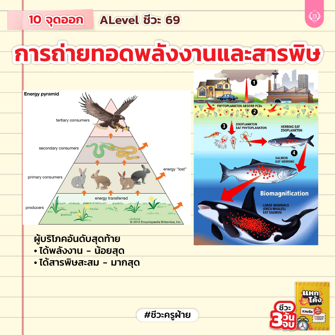 ชีวะครูฝ้าย🧠🌟#dek70 tweet media