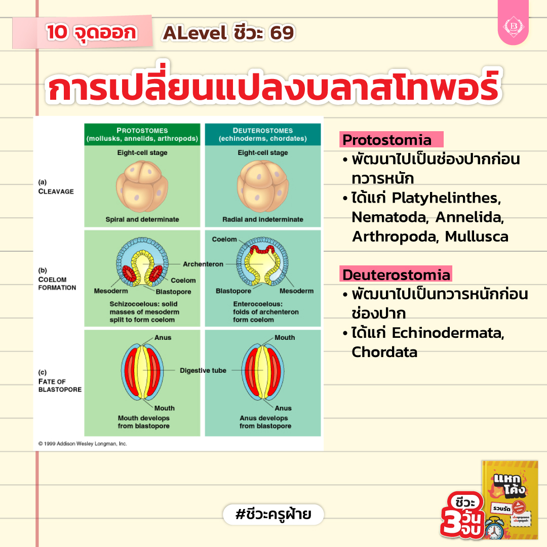 ชีวะครูฝ้าย🧠🌟#dek70 tweet media