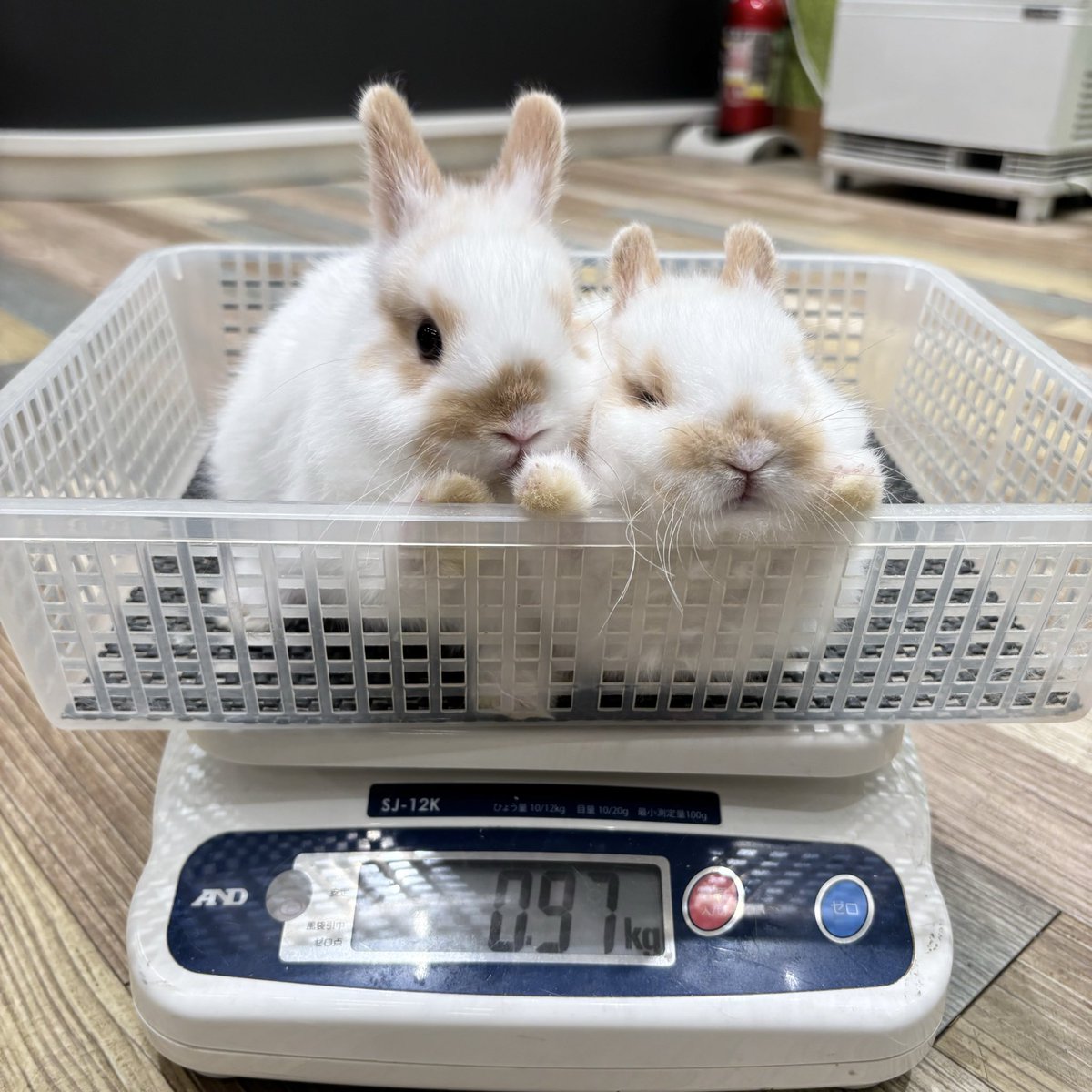 おちびちゃん（妹）🍼 #うさぎ #うさぎのしっぽ #南町田グランベリー