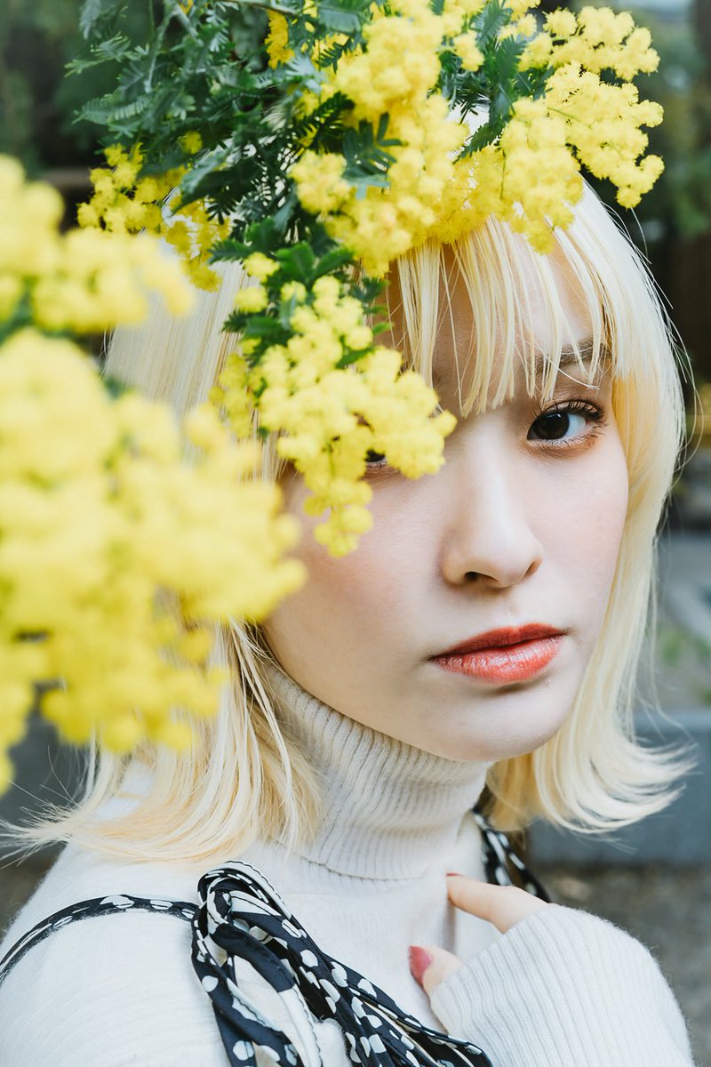 SpringFall1107's tweet image. ギンヨウアカシア
#mimosa