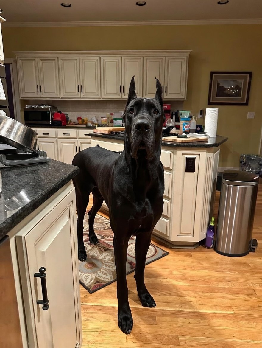 кєνín tweet media