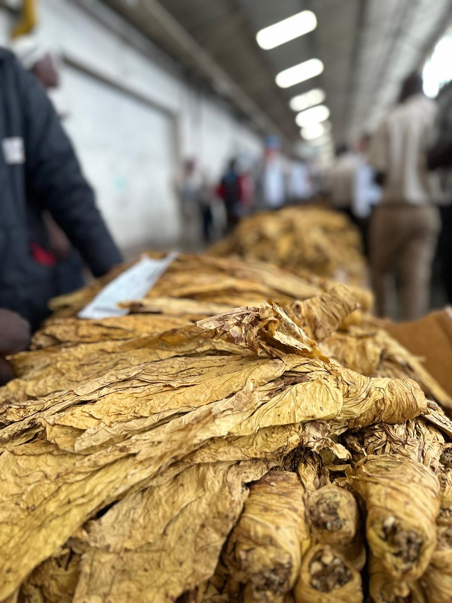 Tobacco Industry & Marketing Board tweet media