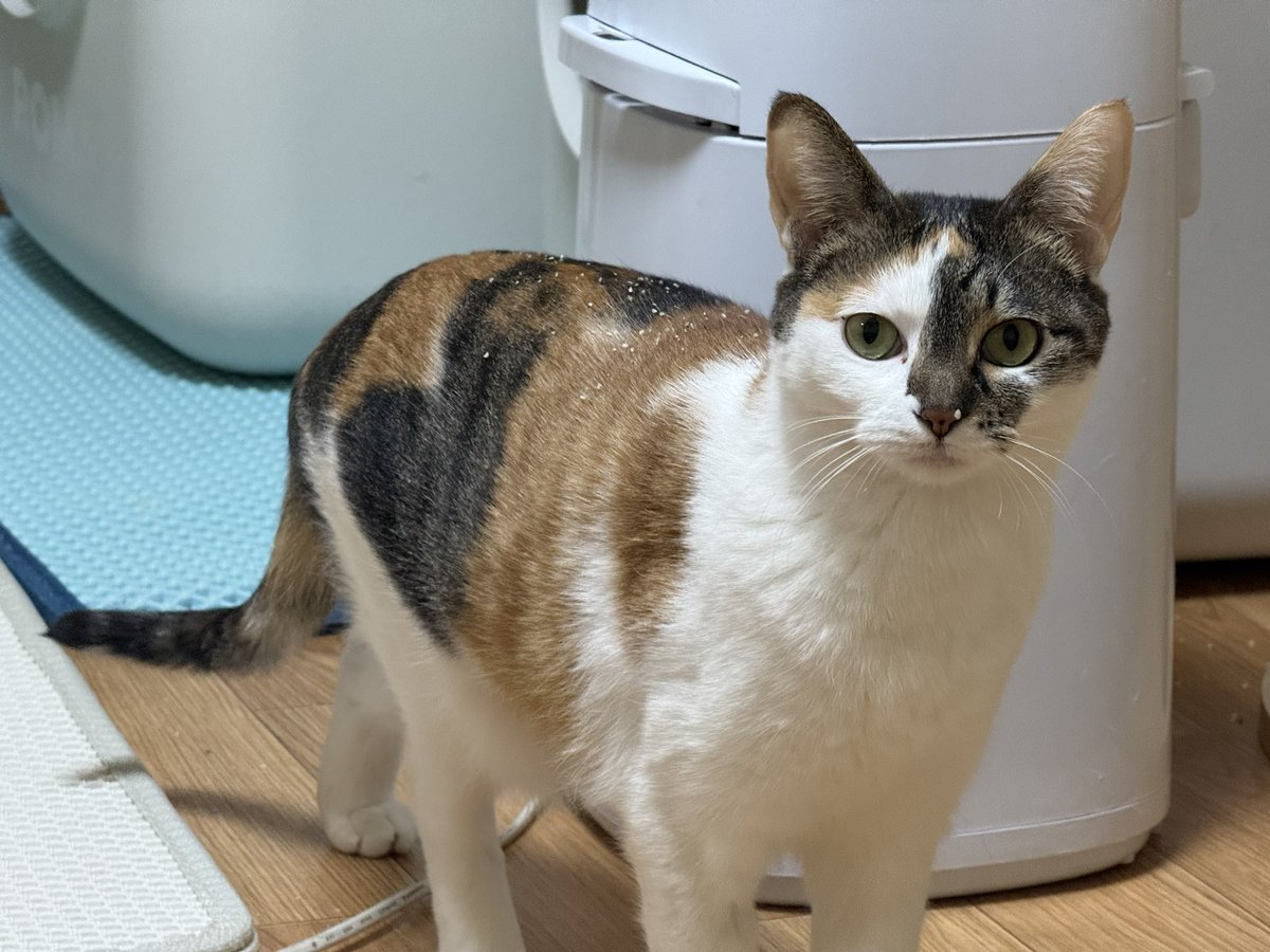 화장실 다녀왔다고 온몸으로 티내는 고양이