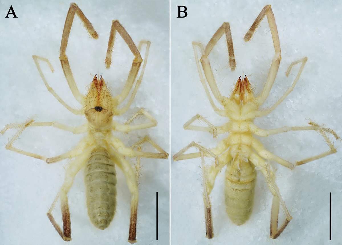 ZooKeys_Journal's tweet image. A new species of camel spider, Karschia baii, has been discovered in northwest China. 🕷️

This study additionally provides the first photos of these elusive creatures mating in the wild: doi.org/10.3897/zookey…

#newspecies #spiders